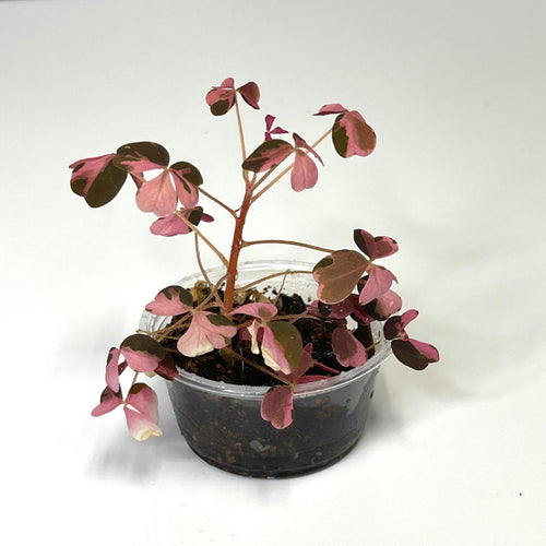 Oxalis vulcanicola 'Plum Crazy' - Terrarium Plant (NO GUARANTEE)