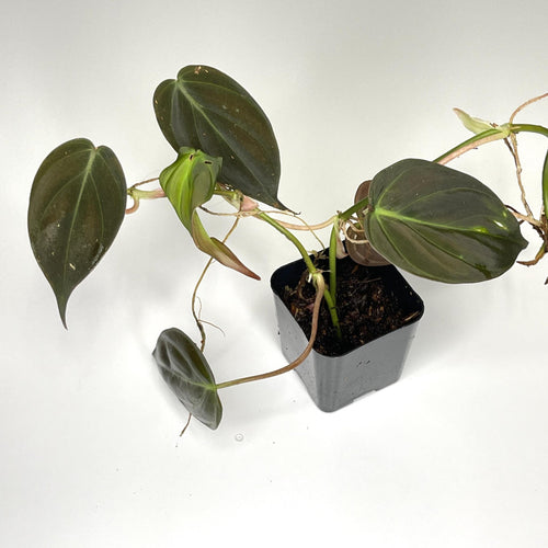 Terrarium Plant - Philodendron hederaceum var. 'Micans' (NO GUARANTEE)