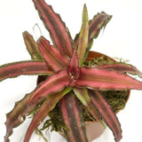 Earth Star "Red" Cryptanthus (NO GUARANTEE)