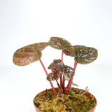 Terrarium Plant - Peperomia caperata "Red Ripple" - (NO GUARANTEE)