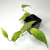 Ficus radicans (NO GUARANTEE) - Terrarium Plant