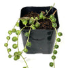 Senecio rowleyanus 'String of Pearls'  - Terrarium Plant (NO GUARANTEE)
