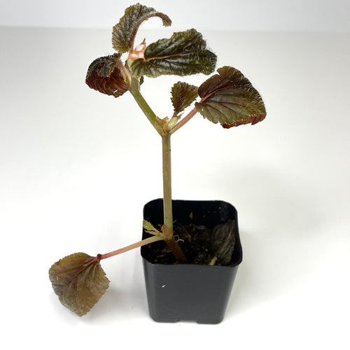 Begonia, Assorted - Terrarium Plant (NO GUARANTEE)