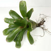 Terrarium Plant - Bromeliad Neoregelia Assorted (NO GUARANTEE)