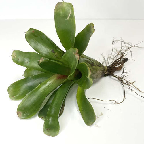 Terrarium Plant - Bromeliad Neoregelia Assorted (NO GUARANTEE)