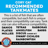 Sterbai Cory Catfish - Regular