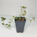 Pilea sp "Moonlight" - Terrarium Plant (NO GUARANTEE)