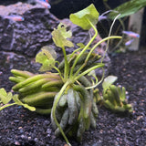 Banana Plant (XLarge) - FW Live Plant, Bare Root