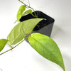 Ficus radicans (NO GUARANTEE) - Terrarium Plant
