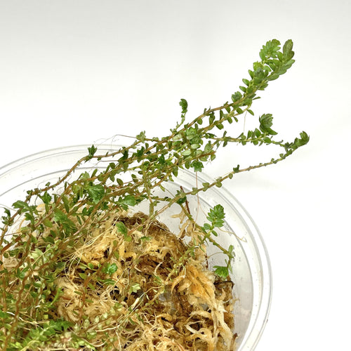 Selaginella diffusa - Terrarium Plant (NO GUARANTEE)