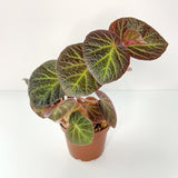 Begonia manaus - Terrarium Plant (NO GUARANTEE)