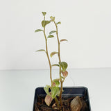 Terrarium Plant - Peperomia trinervis sp. "Ecuador" (NO GUARANTEE)