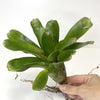 Terrarium Plant - Bromeliad Neoregelia Assorted (NO GUARANTEE)