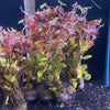 Ludwigia repens (Immersed/Submerged Growth) - FW Live Plant, Stem