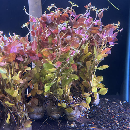 Ludwigia repens (Immersed/Submerged Growth) - FW Live Plant, Stem