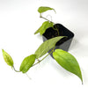 Ficus radicans (NO GUARANTEE) - Terrarium Plant