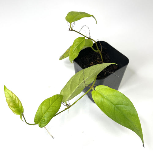 Ficus radicans (NO GUARANTEE) - Terrarium Plant