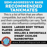 Neon Longfin Rosy Barb Pair - Regular