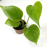 Terrarium Plant - Pothos "Marble Queen" (NO GUARANTEE)