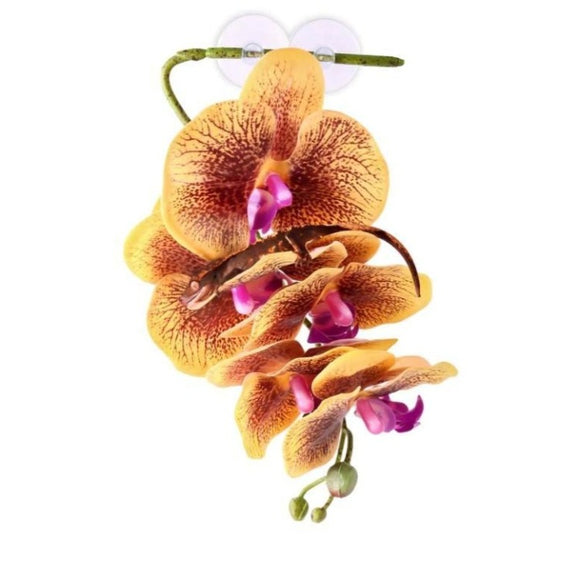 Pangea Hanging Orchid Terrarium Plant - Yellow