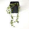 Senecio rowleyanus 'String of Pearls'  - Terrarium Plant (NO GUARANTEE)