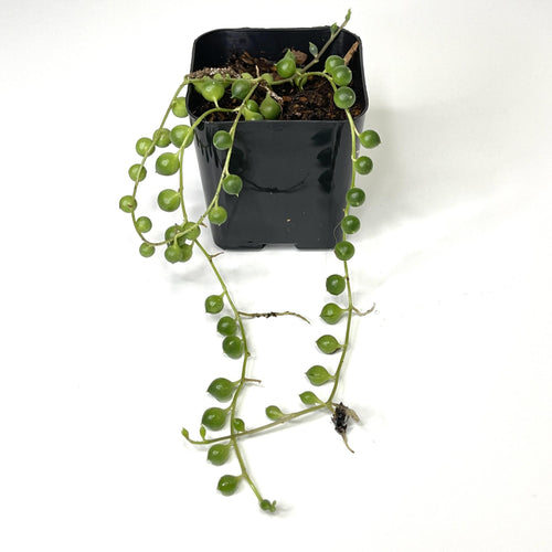 Senecio rowleyanus 'String of Pearls'  - Terrarium Plant (NO GUARANTEE)