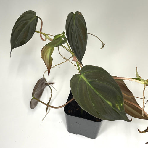 Terrarium Plant - Philodendron hederaceum var. 'Micans' (NO GUARANTEE)