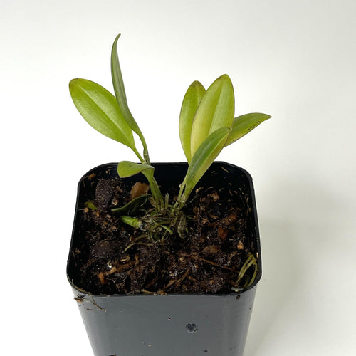 Orchid, Restrepia guttulata - Terrarium Plant (NO GUARANTEE)