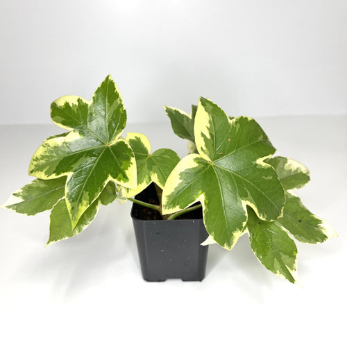 Terrarium Plant - Variegated Tree Ivy 'Angyo Star' (NO GUARANTEE)