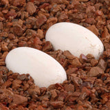 Pangea Hatch Reptile Egg Incubation Substrate